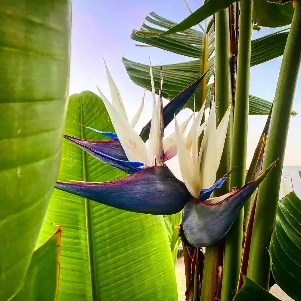 Bird of Paradise